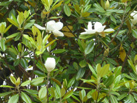 P1130619