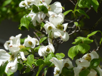 P1160612